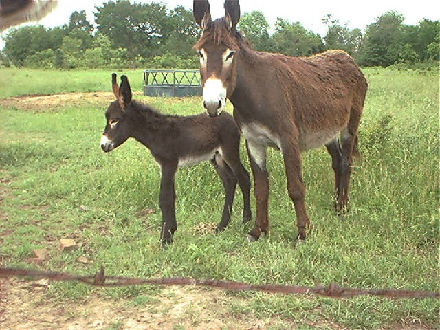 New baby donkey...